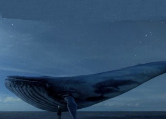 Desafio da Baleia Azul: precisamos falar sobre isso