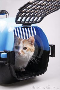 cat-transport-box-10259865