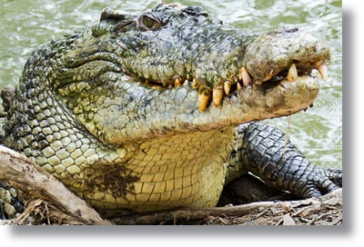 Não se pesca crocodilo com anzol